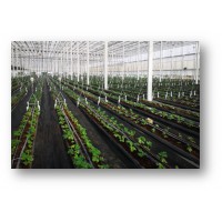 草莓吊挂栽培系统（含种植盆）