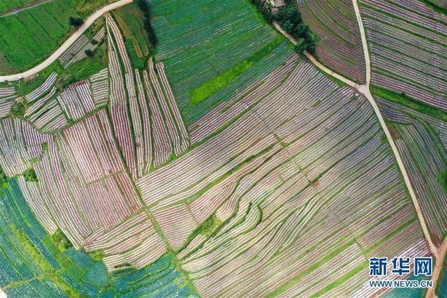 7月14日在贵州省毕节市威宁县草海镇中海村拍摄的蔬菜基地（无人机照片）