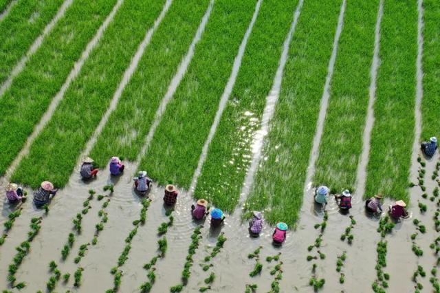 图1：暴雨过后，浙江省长兴县农户正在抓紧插秧