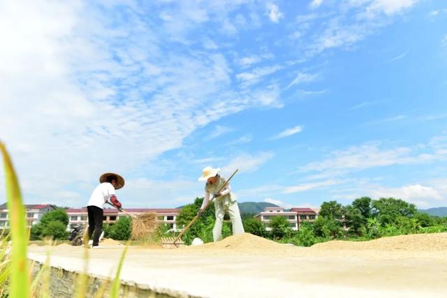 图4:天气好转,湖南省双峰县农民在晾晒稻谷