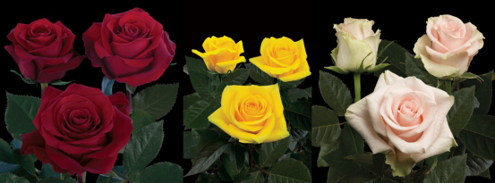 南美的花卉种植商从COVID-19疫情中恢复过来 高杰 7.16938