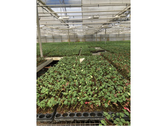 南美的花卉种植商从COVID-19疫情中恢复过来 高杰 7.161072