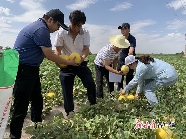 专家在甜瓜地里取样