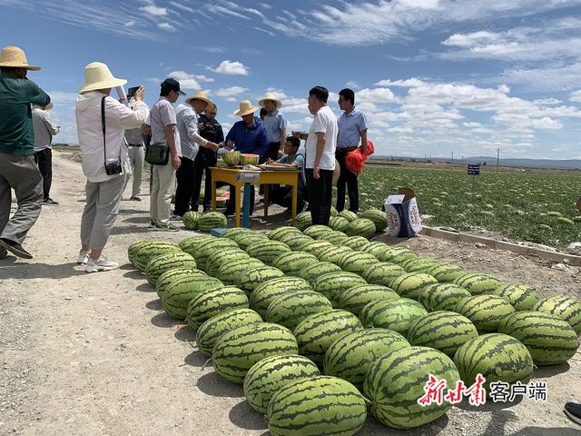 砂田西瓜测评现场