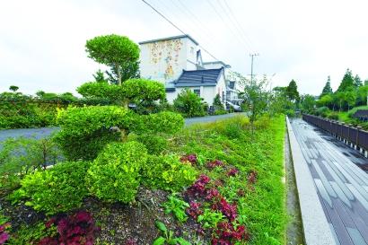 培育造型各异的黄杨树是崇明区港沿镇园艺村一大特色