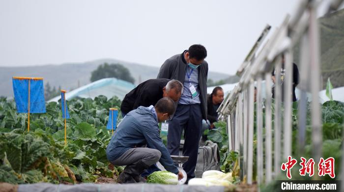 千余种蔬菜荟萃高原夏菜博览会3