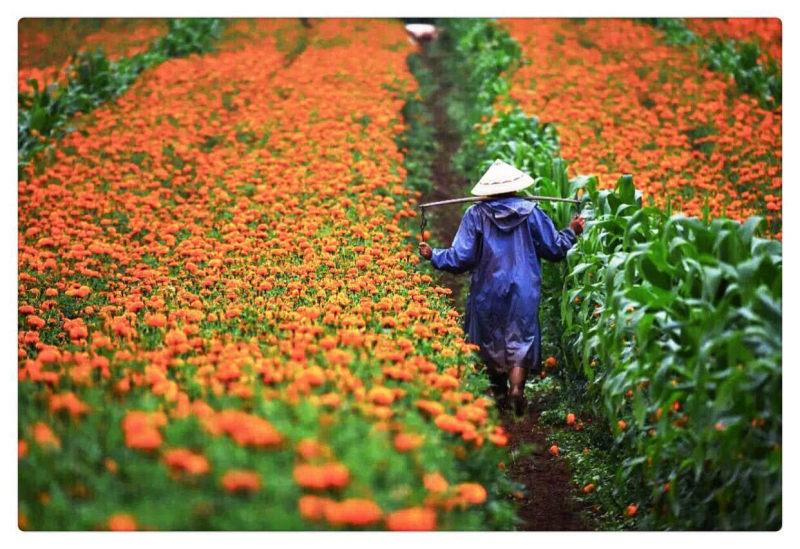 印度政府将向花农提供4千万卢比援助