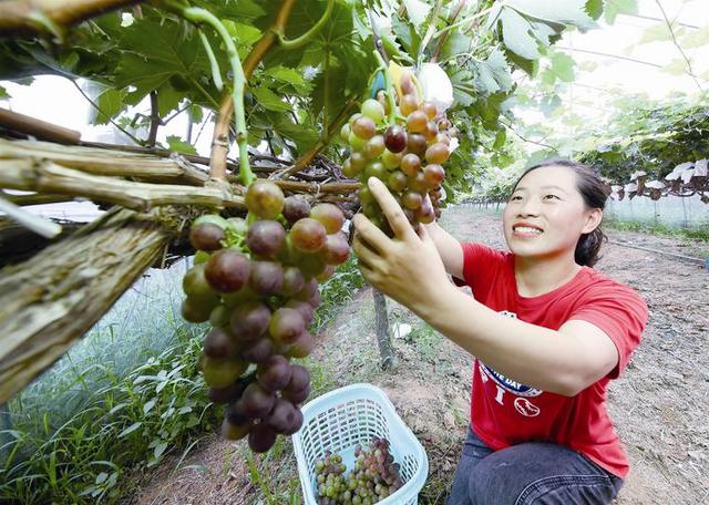 淮安国家农业科技园区内，100多亩优质葡萄陆续进入采摘期