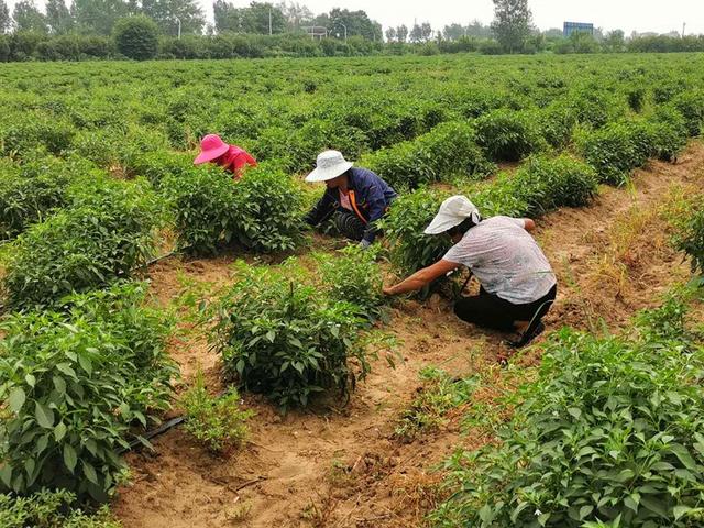 工人们在除草