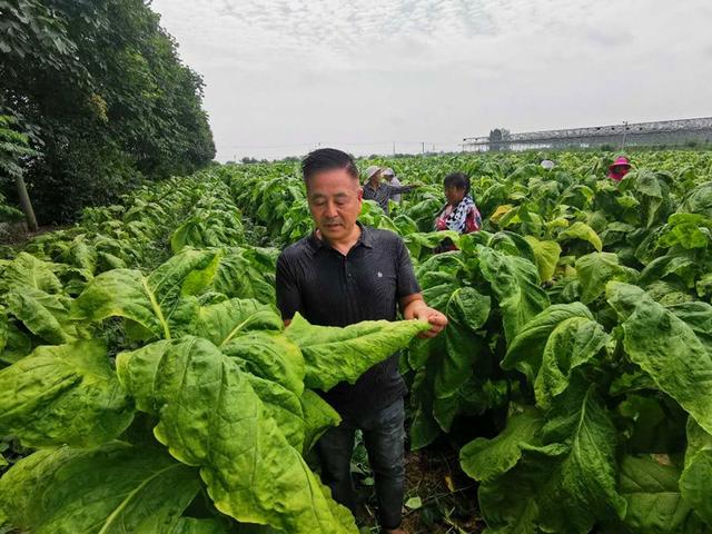 烟叶长势喜人