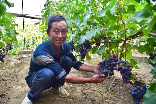 郭福奎向记者展示他种植的葡萄