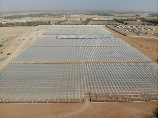 沙特阿拉伯的番茄温室综合设施249