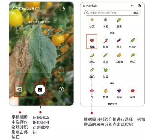 人工智能识别农作物病虫害的手机应用APP慧植农当家2.webp