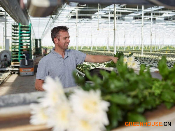 荷兰菊花市场恢复正常 高杰 8.13406