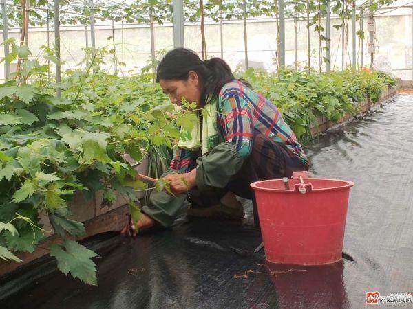 鹤城区智慧农业特色水果示范基地工作人员正在固定防草布