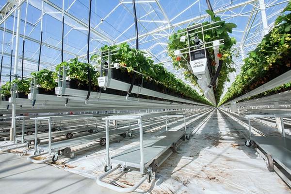 在巨型草莓温室的新建区域种植荷兰浆果测试喷雾装置1