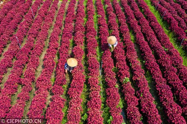 Jiangsu Haian: Flower industry helps farmers increase income