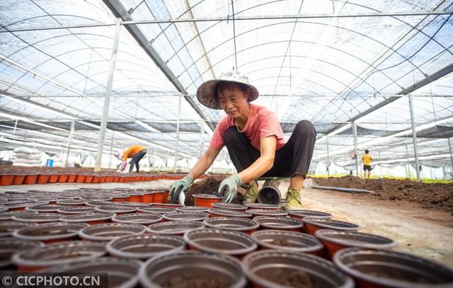 江苏省海安市西场街道壮志村花卉基地内,花农在为盆栽花卉培土育苗