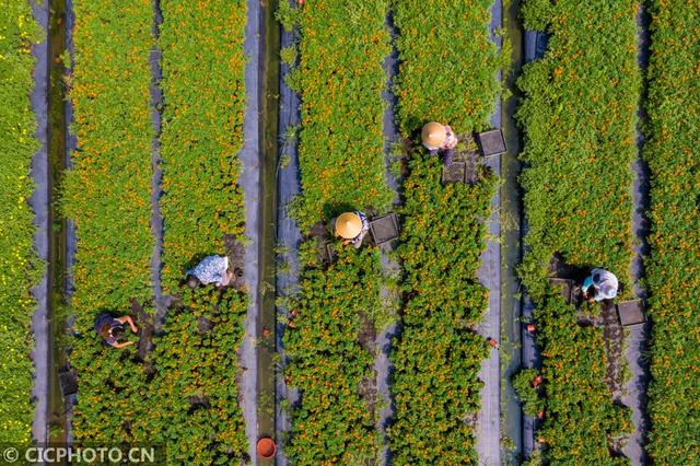 江苏省海安市西场街道壮志村花卉基地内,花农在整理即将出售的盆栽花卉2