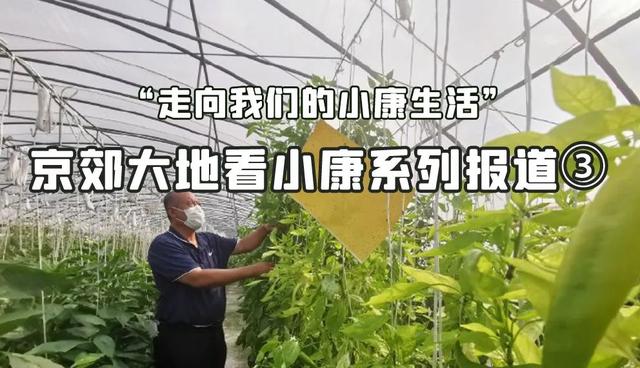 首都菜篮子装满科技果1