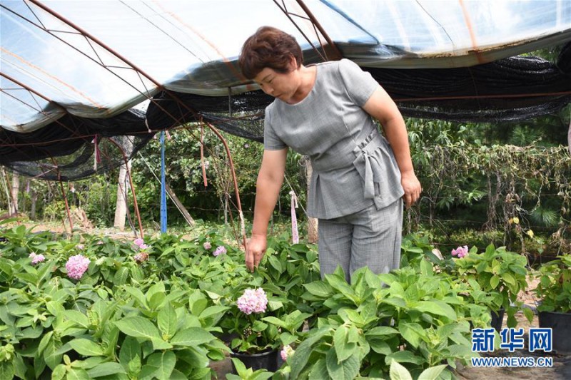 在天津市蓟州区邦均镇,苗木花卉栽植能手李淑霞在介绍自己苗圃里培育的绣球(8月25日摄)。