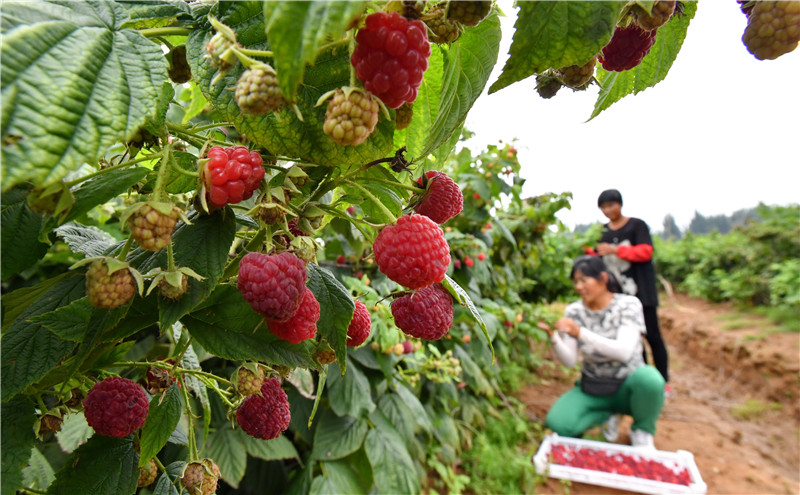 9月2日，河北省迁安市阎家店乡隔滦河村农民在红树莓种植园内收获红树莓。