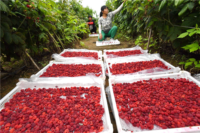 9月2日，河北省迁安市阎家店乡隔滦河村农民在红树莓种植园内收获红树莓2。