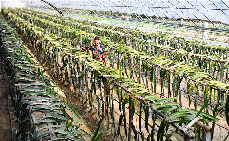 9月2日，河北省迁安市亚滦湾农业公园工人在打理种植的火龙果