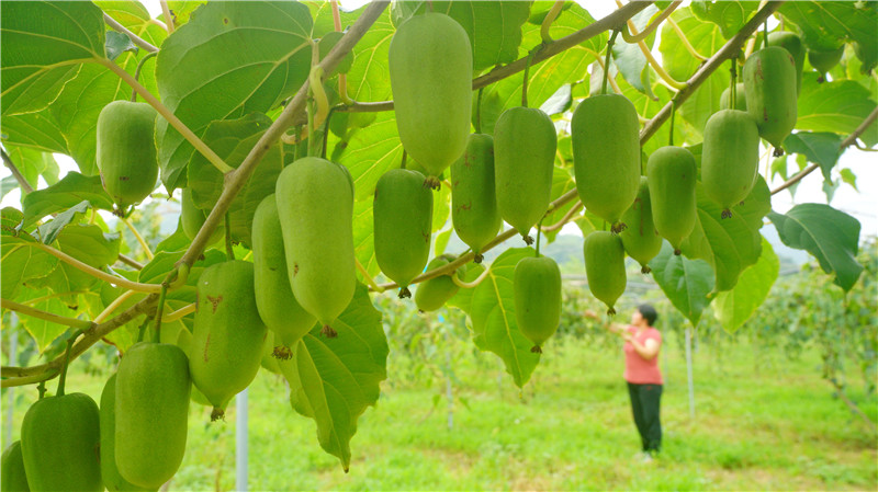 9月2日，河北省迁安市大五里乡张家峪村农民在采摘软枣猕猴桃