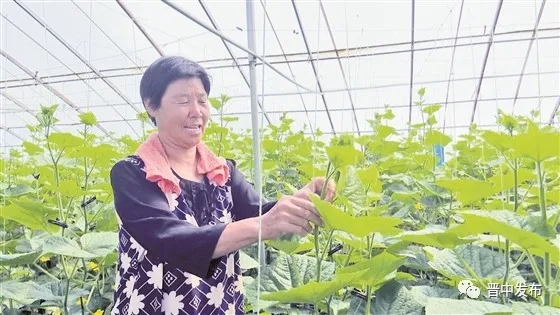 庞志村村民正在拱棚里察看蔬菜长势.webp