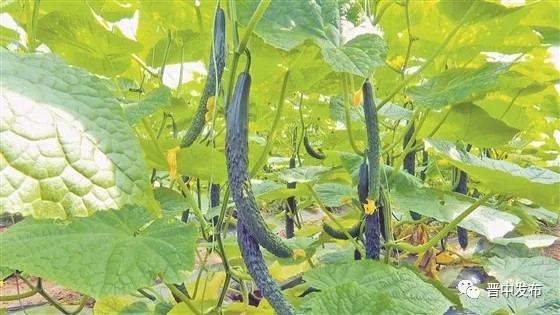 大棚内部长势良好、新鲜绿色的蔬菜.webp