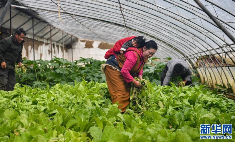 藏东脱贫影像:温室大棚助脱贫1
