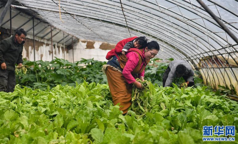 藏东脱贫影像：温室大棚助脱贫1