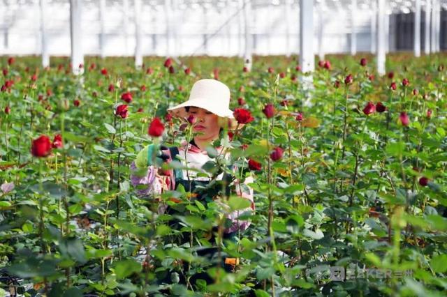 兰州新区农投集团花卉产业基地智能温室鲜切玫瑰正式量产上市1