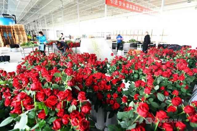 兰州新区农投集团花卉产业基地智能温室鲜切玫瑰正式量产上市2