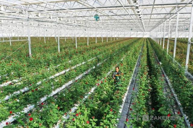 兰州新区农投集团花卉产业基地智能温室鲜切玫瑰正式量产上市3