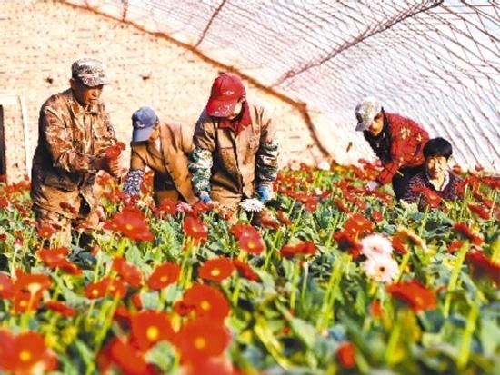 花卉产业富了锦州市义县七里河村