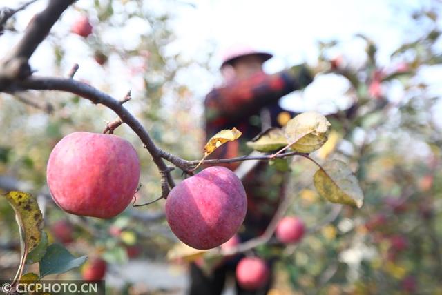 2020年11月23日，果农在江苏省滨海现代农业产业园区田园墨歌果园中采收苹果