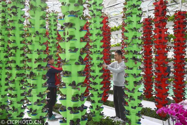 2020年11月23日，工作人员在江苏省滨海现代农业产业园区农业科技示范区智能温室查看立体种植的蔬菜