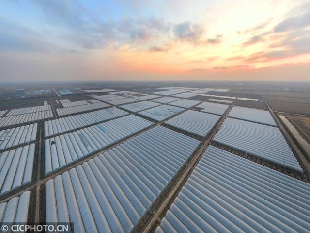 2020年11月22日拍摄的江苏省滨海现代农业产业园区万亩菜园壮观的蔬菜大棚