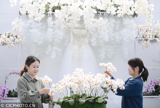 2020年11月23日,工作人员在江苏省滨海现代农业产业园区蝴蝶兰展示中心整理蝴蝶兰