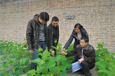 李加旺(右一)与课题组成员一起观察黄瓜植株的生长情况