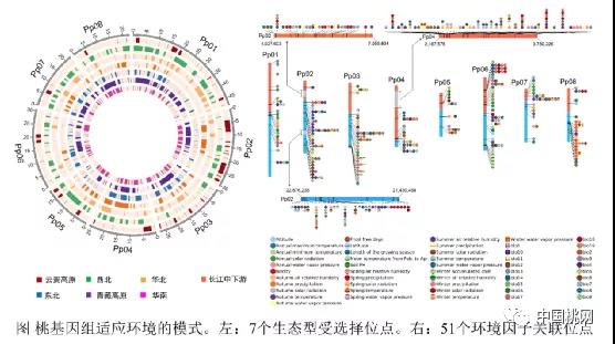 中国农科院郑州果树研究所王力荣团队揭示“桃李满天下”的基因组学基础2