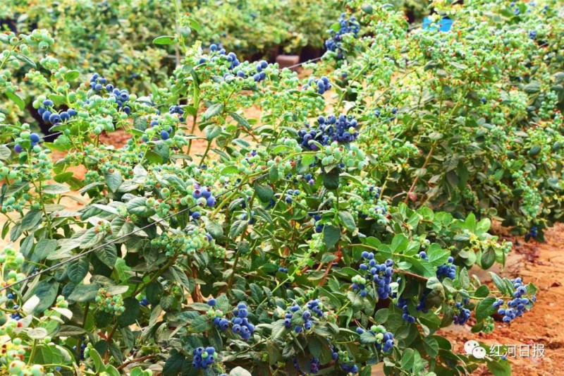 弥勒蓝莓2