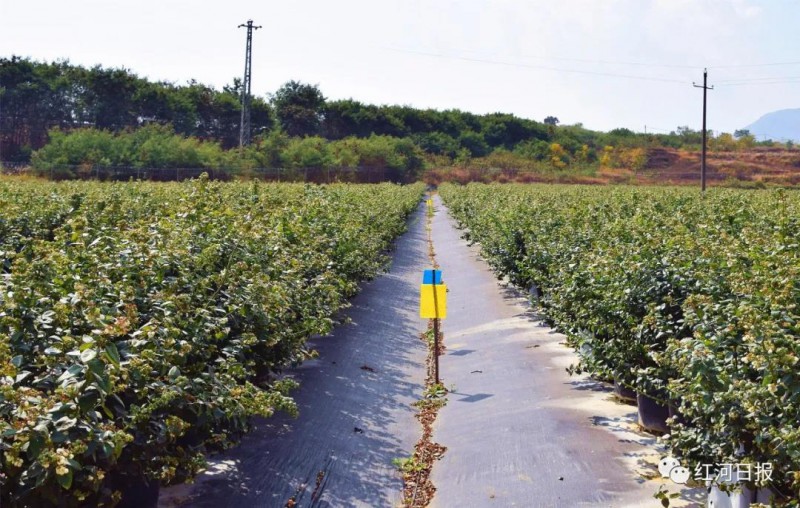 t6 蓝莓基地插上黄板物理治虫