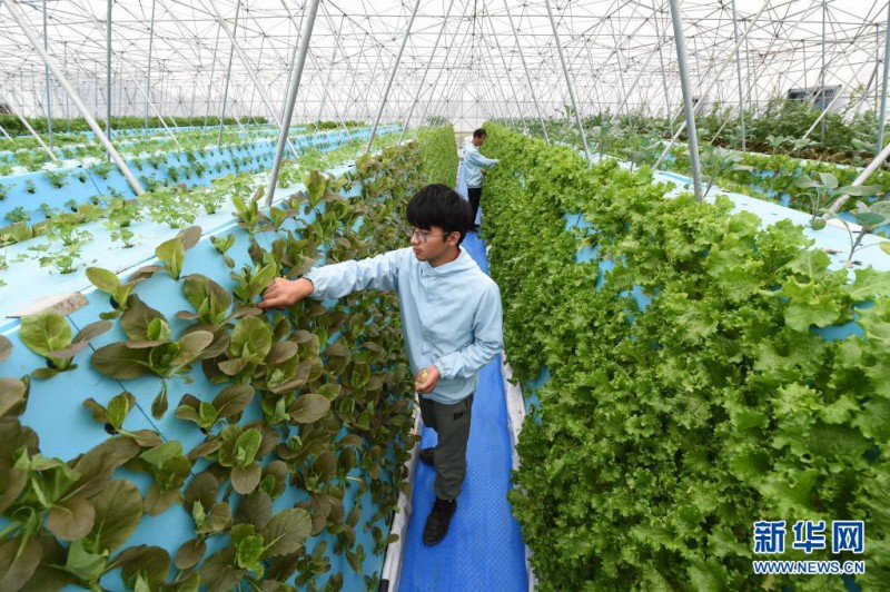 3月31日，工作人员在合肥市南岗镇雾耕农业科技示范园查看蔬菜长势2。