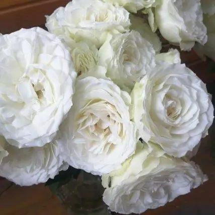 Rosa ’Blanche’