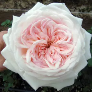 Rosa ‘Special Bride’