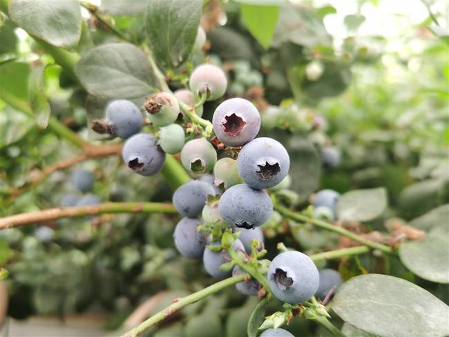 上海研发出蓝莓种植新技术1