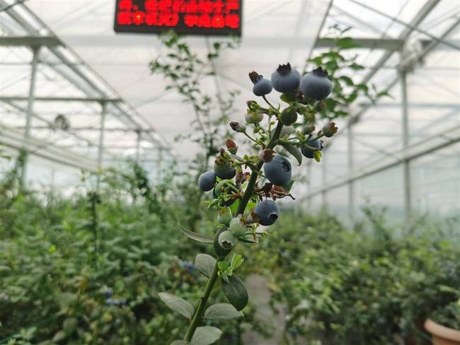 上海研发出蓝莓种植新技术9